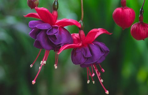 Fuchsia Flower, Fuchsia Flowers, Border Plants, Starter Plants, Flowering Shrubs, Dark Eyes, Summer Garden, Hanging Baskets, Pretty Flowers