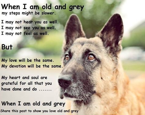 Twitter German Shepherd Quotes Loyalty, Shepherd Quotes, German Shepherd Quotes, Quotes Loyalty, German Shepherd Rescue, Sweet Boy, Pet Photography, German Shepherd Dog, Old Dogs