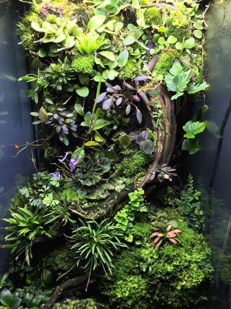 Regenwaldterrarium mit verschiedenen Pflanzen Bioactive Vivarium, Orchid Terrarium, Frog Terrarium, Gecko Terrarium, Taman Air, Aquarium Terrarium, Beautiful Terrariums, Reptile Terrarium, Plants Growing