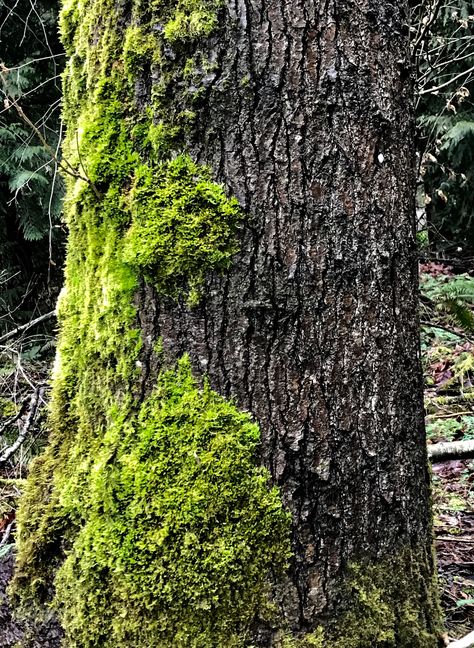 Moss Drawing Reference, Moss Drawing, Nature Reference, Yayoi Kusama, Monster Art, Drawing Reference, Mother Nature, Tree Trunk, Doodles