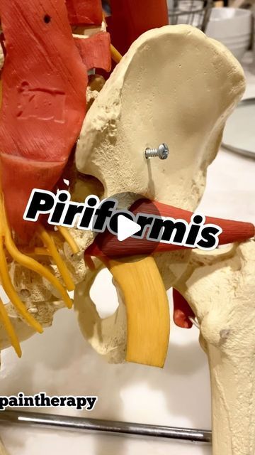 𝚂𝚝𝚎𝚟𝚎𝚗 𝙼𝚞𝚛𝚙𝚑𝚎𝚢 ɴ.ᴍ.ᴛ. on Instagram: "Should we strengthen or stretch the Piriformis muscle ? 

The answer depends on the position of your femur/long upper leg bone. Here I explain what to look for that will help you determine if your Piriformis needs stretching or strengthening. 

@paintherapy" How To Release Piriformis Muscle, Periformus Pain Relief, Piriformis Stretch Exercises, Femur Bone, Piriformis Muscle, Piriformis Stretch, Leg Bones, Pain Relief, Stretching