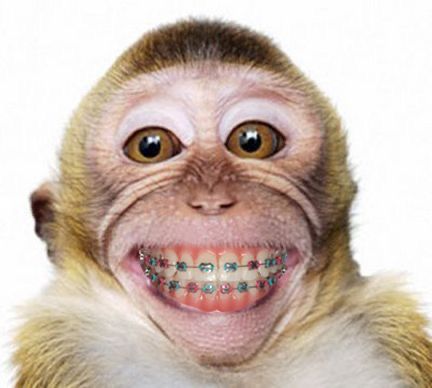 Animals With Braces, Monkey Smiling, Funny Monkey Pictures, Smiling Animals, Funny Monkey, Monkey Pictures, Monkeys Funny, You Smile, Monkeys