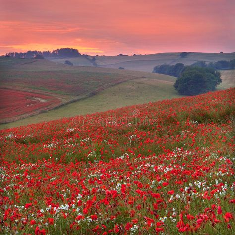 Sunset across a Dorset poppyfield. Nr Cranborne, UK , #AFFILIATE, #poppyfield, #Dorset, #Sunset, #UK, #Cranborne #ad Jurassic Coast, Poppy Field, Cloudy Sky, English Countryside, British Isles, Flower Field, Beautiful World, Beautiful Landscapes, Wonders Of The World