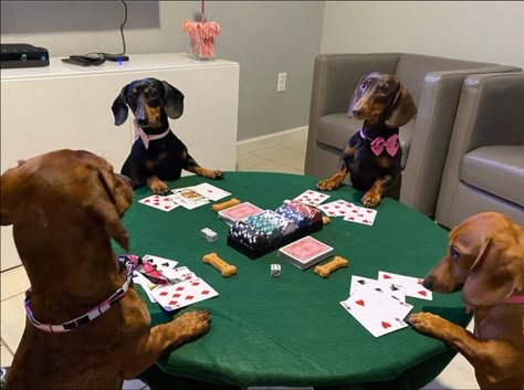 Very Cute Dogs, Funny Dachshund, Weenie Dogs, Silly Dogs, Dachshund Puppies, Dachshund Lovers, Dachshund Love, Silly Animals, Weiner Dog