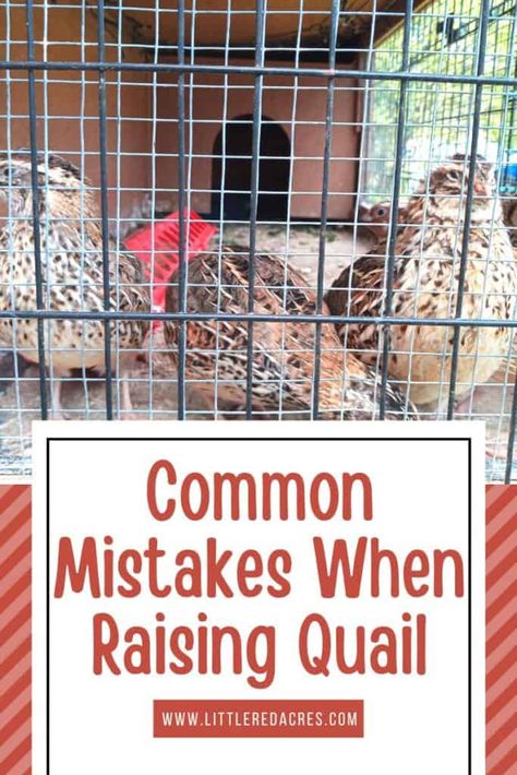 How To Care For Quail, Plants For Quail Coop, Raising Quail For Meat And Eggs, Diy Quail Brooder, How To Raise Quail, Raising Quail Indoors, Button Quail Housing, Raising Quail For Eggs, Quail Cage Ideas