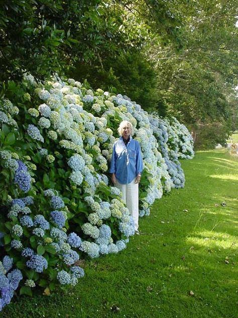 Easy Backyard Diy, Hydrangea Landscaping, Hydrangea Garden, Easy Backyard, Home Landscaping, Garden Cottage, Backyard Landscaping Designs, Dream Garden, Yard Landscaping