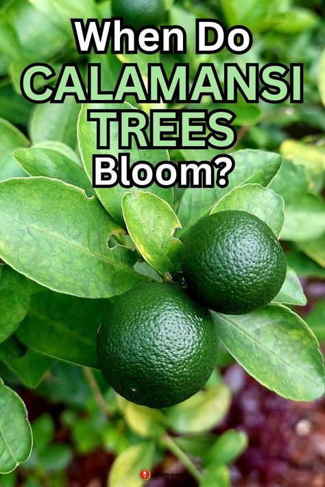 When do calamansi trees bloom? These delightful citrus trees typically flower in late winter to early spring, setting the stage for an abundant fruit harvest. The calamansi tree is a garden gem that not only provides zesty fruits but also aromatic blossoms. Perfect for container gardening or as a tropical accent in your landscape, this tree is both ornamental and functional. Swipe for care tips to keep your calamansi tree thriving all year long. #CalamansiTree #CitrusPlant #GardeningTips Calamansi Plant, Clementine Tree In Pot, Pruning Citrus Trees, Calamansi Tree, As Long As The Lemon Trees Grow, Callistemon Citrinus Tree, Fruit Harvest, Citrus Plant, Exotic Orchids