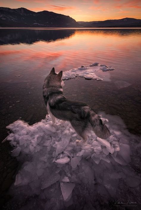 maureen2musings: “ Jack  Viktoria Haack ” Cute Dog Wallpaper, Wolf Spirit Animal, Bird Wallpaper, Best Iphone Wallpapers, Dog Wallpaper, Tumblr Photography, Wallpaper Phone, Apple Wallpaper, Wallpaper Free Download