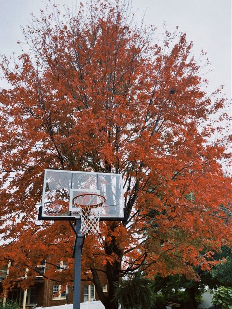 fall basketball vibes aesthetic Basketball Hoops Aesthetic, Red Basketball Aesthetic, Hoops Aesthetic, Basketball Vibes, Ball Is Life, Basketball Hoops, Red Tree, Basketball Hoop, Inspo Board