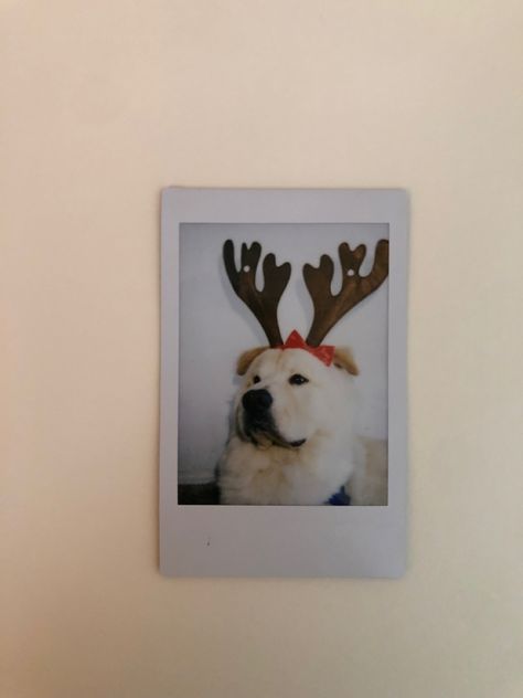 #christmas #polaroid #dogs Dog Polaroid Pictures, Christmas Polaroid Aesthetic, Christmas Dog Pictures Photo Ideas, Dog Polaroid, Polaroid Picture Ideas, Polaroid Poses, Polaroid Christmas, Christmas Polaroid, Instax Mini Ideas