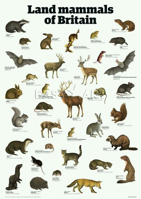 British Nature, Animal Types, 10 Animals, Creative Media, Wild Animals Pictures, Animal Poster, Animal Tracks, Contemporary Art Prints, British Wildlife