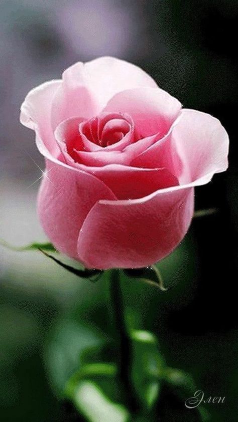 Rose Flower Wallpaper, Hybrid Tea Roses, The Secret Garden, Beautiful Flowers Wallpapers, Beautiful Rose Flowers, Tea Roses, Exotic Flowers, Flower Beauty, Flowers Nature