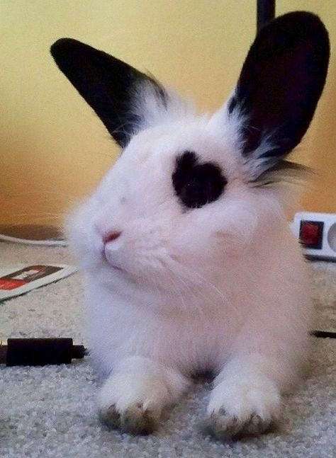 Que cuteee Most Beautiful Cat, Söt Katt, Pet Bunny, Beautiful Cat Breeds, Bunny Pictures, Most Beautiful Cat Breeds, Pet Rabbit, Baby Animals Funny