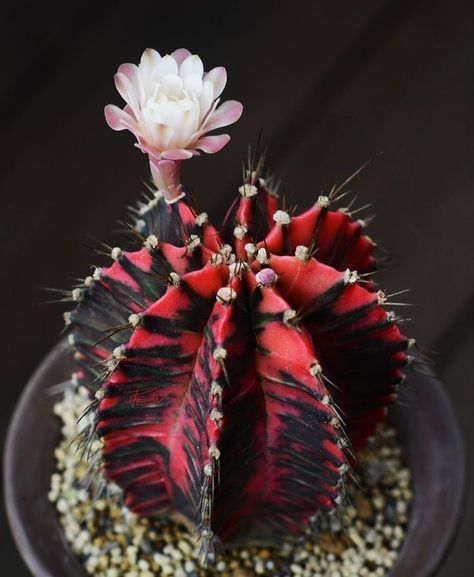 Unique Cactus Plants, Types Of Cactus Plants, Types Of Cactus, Red Succulents, Black Cactus, Red Cactus, Gymnocalycium Mihanovichii, Grow From Seed, Rare Cactus