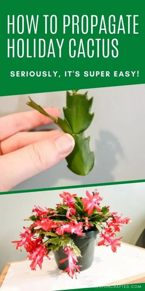 How To Propagate Easter Cactus, Propagating Easter Cactus, How To Propagate Thanksgiving Cactus, Propagating Thanksgiving Cactus, How To Propagate Cactus Plants, How To Propagate A Christmas Cactus, Thanksgiving Cactus Propagation, Propagating Christmas Cactus, Thanksgiving Cactus Care