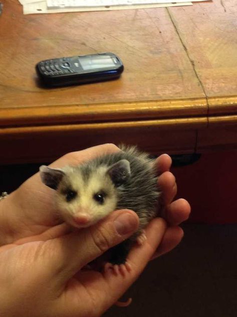 Ugliest Animal, Cute Opossum, Baby Possum, Need To Know, Animals