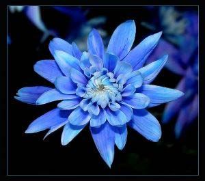 September birth flower: Asters - symbols of Love, Afterthought, Faith, Wisdom, Valor, and Light. Blue Aster Flower, Aster Flower Tattoo, Aster Tattoo, Aster Flower Tattoos, Aster Flowers, September Birth Flower, Aster Flower, Flower Sleeve, Birth Flower Tattoos