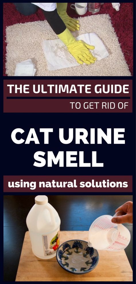 The Ultimate Guide To Get Rid Of Cat Urine Smell Using Natural Solutions - 101CleaningTips.net Remove Cat Urine Smell, Cat Urine Remover, Cat Pee Smell, Cat Urine Smells, Steam Machine, Pee Smell, Urine Smells, Cat Pee, Cleaner Recipes