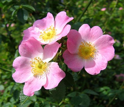 wild roses; love this colour Alberta Rose, Wild Rose Tattoo, Flower Reference, Fragrant Roses, Sweet Flowers, Garden Of Earthly Delights, Flowery Wallpaper, Rose Pictures, Wild Food