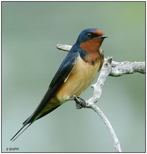 Bird Identification, Barn Swallow, Eat A Lot, Swallow Bird, Swallows, Bird Drawings, Bird Photography, Birds Painting, Bird Watching