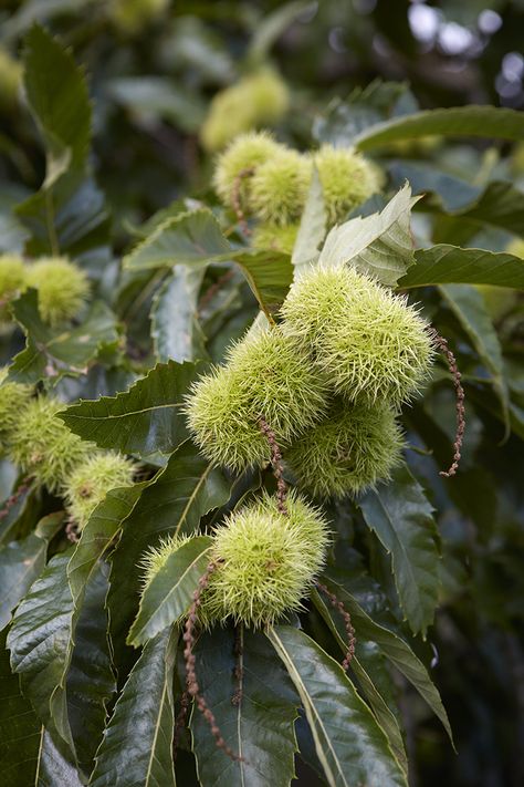 Sweet Chestnut Tree, Drawing Subjects, Homeschool Binder, Castle Project, Chestnut Tree, Broadleaf Evergreen, American Chestnut, Sweet Chestnut, Best Edibles