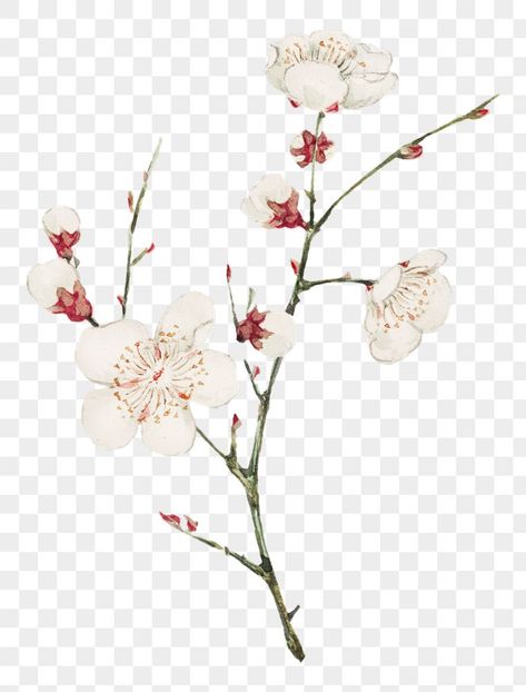 Japanese Plum Blossom, Japanese Plants, Japanese Plum, Apricot Blossom, Family Flowers, Png Art, Japanese Flower, Plum Flowers, Blossoms Art