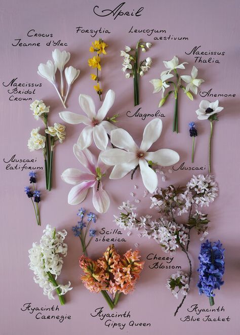 August Flowers, July Flowers, October Flowers, September Flowers, April Flowers, London Garden, Flower Guide, Flower Names, Botanical Poster