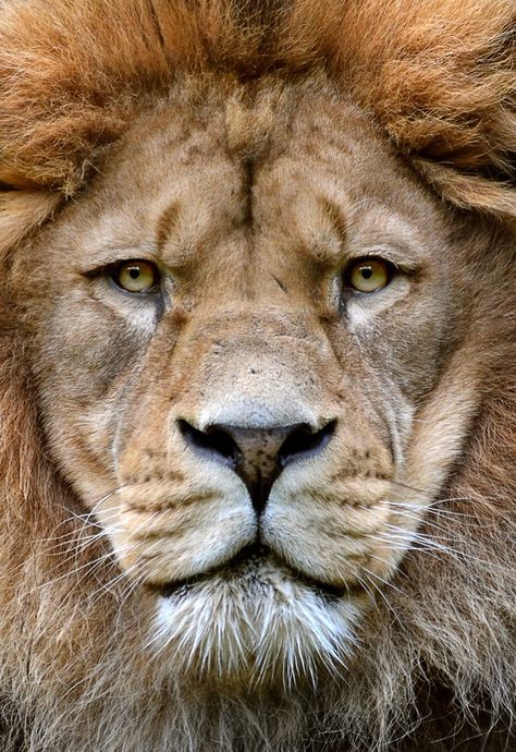 Wild Animal Wallpaper, Lion Head Tattoos, Lion Photography, Lions Photos, Beautiful Lion, Lion Love, Lion And Lioness, Lion Wallpaper, Lion Images