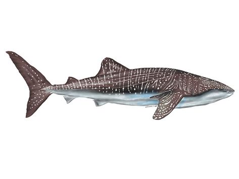 Rhincodon typus CHONDRICHTHYES whale shark Whale Shark Side View, Shark Side View, Jaguar Shark, Whale Shark Drawing, Shark Png, Side View Drawing, Shark Whale, View Drawing, Shark Illustration