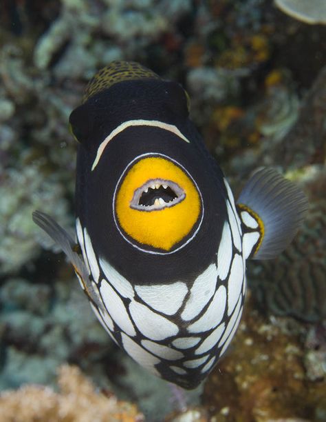 Clown Triggerfish, Trigger Fish, Fish Under The Sea, Underwater Images, Salt Water Fish, Marine Fish, Underwater Creatures, Underwater Life, Beautiful Fish