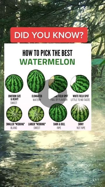 Healthy Living on Instagram: "How To Pick The Best Watermelon🍉  Did you know?  ✅It’s not a barbeque grill...  ✅Or a pool...  ✅Or a vegetable garden...  ✅It’s something that can greatly improve the most important thing in your life: your health!  🔥The Most Important Thing That's Probably Missing From Your Backyard. Watch Video >>> Link in bio 👆 . . . . . . . . #healthfacts #healthtips #didyouknow #moreyouknow #diduknow #didyouknowfacts #remedy #health #healthnutrition #healthy #healthyfood #healthylifestyle #watermelon" How To Pick A Watermelon, Good Watermelon How To Pick A, When To Pick Watermelon, Watermelon Guide, How To Find A Good Watermelon, Benefits Of Eating Watermelon, Barbeque Grill, Did You Know Facts, Health Facts