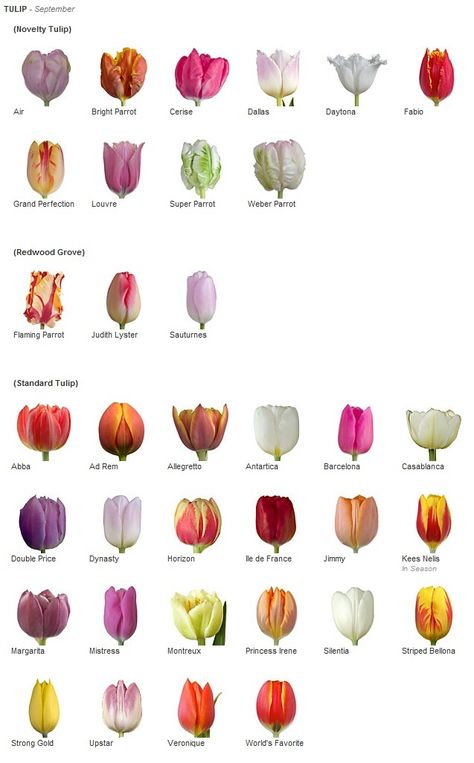 Types Of Tulips, Growing Tulips, Floristry Design, Flower Guide, Tulip Bulbs, Tulips Garden, Nothing But Flowers, Have Inspiration, Flower Names