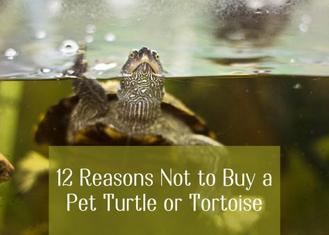 12 Reasons Not to Buy a Pet Turtle or Tortoise Tortoise Enclosure Indoor, Tortoise Diet, Turtle Enclosure, Russian Tortoise Diet, Tortoise House, Tortoise Enclosure, Russian Tortoise, Tortoise Care, Tortoise Habitat