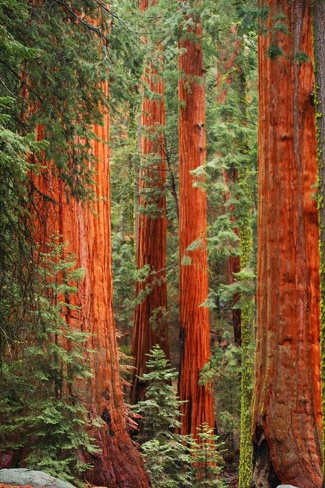 Weird Trees, Wendell Berry, Redwood Trees, Sequoia Tree, Trees Art, Giant Tree, Redwood Tree, Redwood Forest, Old Trees