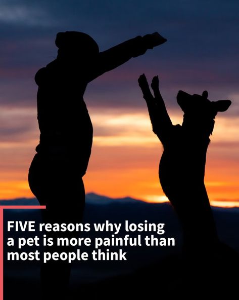 Losing a loved one is utterly painful; but what if your loved one is a dog? Losing a pet, will it feel the same? Here's the answer. Dog Died, Remember The Time, Losing A Loved One, Losing A Child, Therapy Dogs, Losing A Dog, Beloved Dog, Puffy Eyes, Losing A Pet