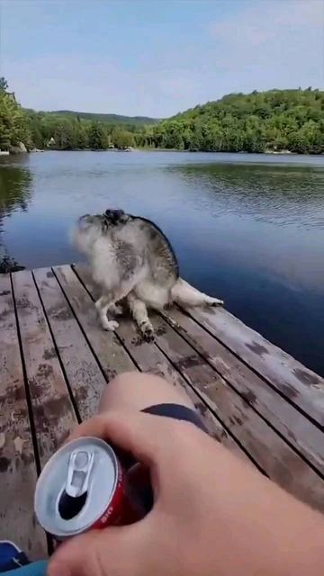 Funny Husky Videos, Husky Videos, Funny Husky, Husky Photos, Husky Pics, Husky Funny, Husky Mom, Husky Mix, Husky Puppy