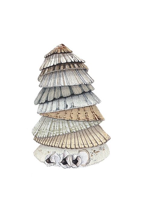 Limpet Shell, Watercolor Images, Seashell Art, Watercolor Art Lessons, Shell Art, Original Watercolor Painting, Watercolour Painting, Decorative Bells, Devon