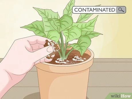 Why Do Your Houseplants Have Moldy Soil? Photos Onto Canvas, Flag Display, How To Tie Dye, Bug Spray, Aging Wood, Christmas Tree Cards, Hydrogen Peroxide, Tree Roots, Diy Crafts For Home Decor