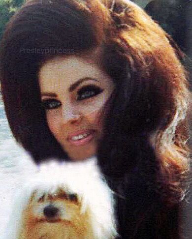 Priscilla Presley walks up with her dog Honey to greet fans at gates of Elvis’s California home. November, 1968  1174 Hillcrest Drive, Los Angeles, Ca. Young Priscilla Presley, Terrence Loves You, Elvis And Priscilla, Priscilla Presley, Brooklyn Baby, Lisa Marie Presley, Austin Butler, Graceland, Photo Images