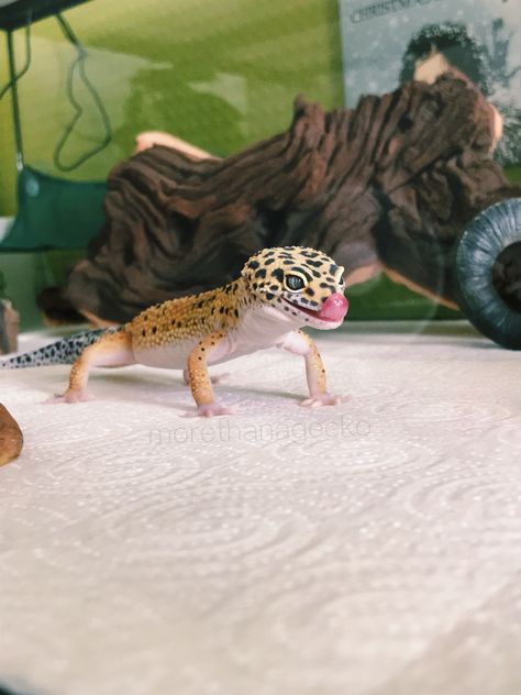 Leaped Gecko, Leopard Gecko Cute, Leopard Gecko Care, Cute Gecko, Pet Lizards, Cute Lizard, Tiny Dinosaur, Leopard Geckos, Reptile Cage