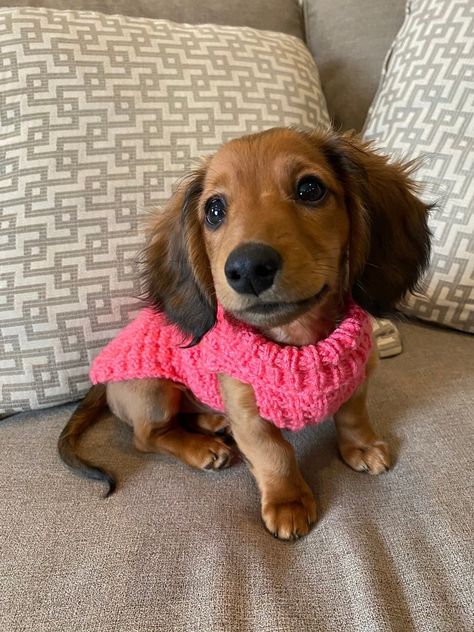 Pattern To Knit Lena’s Waffle Stitch Miniature Dachshund Sweater - KnitHacker Dachshund Dog Sweaters, Waffle Stitch Sweater, Dachshund Sweater, Sweater Knitting Pattern, Stitch Sweater, Waffle Stitch, Sweater Knitting, Miniature Dachshund, Seed Stitch