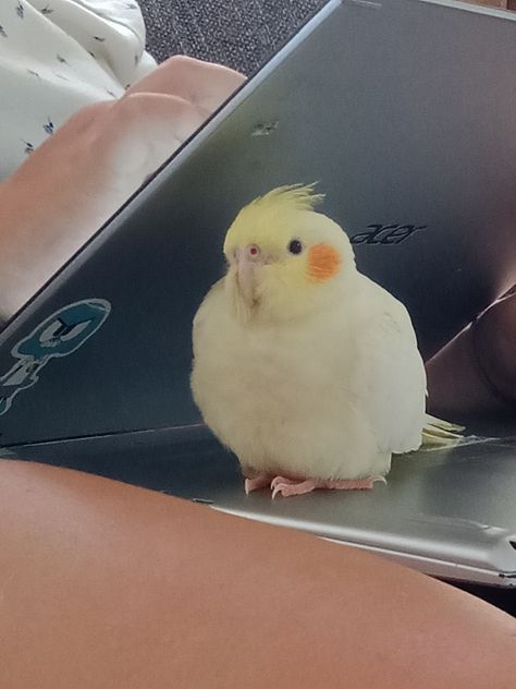 Pet Bird Tattoo, Cockatiel Aesthetic, Cute Cockatiel, Love Birds Pet, Funny Parrots, Funny Birds, Pretty Animals, Cute Wild Animals, Cute Animal Photos