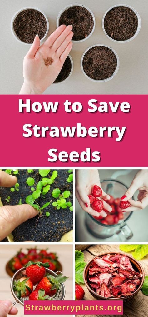 Harvest Strawberry Seeds, Replanting Strawberries, How To Start Strawberries From Seeds, Starting Strawberries From Seed, Strawberry Seeds From Strawberries, Growing Strawberries From Scraps, Growing Strawberries From Seed, Grow Strawberries From Scraps, Strawberry Seeds Grow