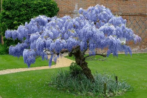 1 Blue Moon Chinese Wisteria Tree 3-4 Ft Tall Now | Etsy Wisteria Trees, Blue Wisteria, Chinese Wisteria, Fast Growing Vines, Sweet Smelling Flowers, Wisteria Tree, Smelling Flowers, Growing Vines, Live Tree