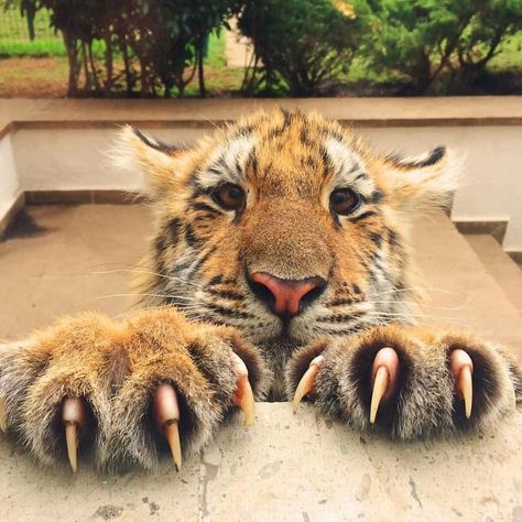 Tigers make good pets? Said no one ever in their right mind! Lol Tag an animal lover! by society_goals Animal Planet, Animal Photo, Funny Animal, Beautiful Cats, 귀여운 동물, Big Cats, Crazy Cats, Cool Cats