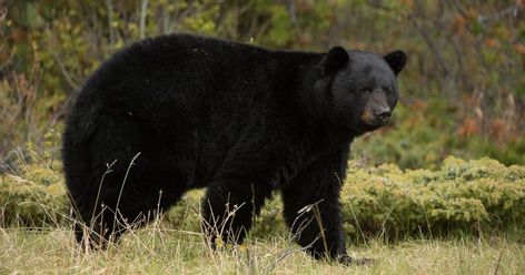 Where to Shoot a Bear | Shot Placement & Anatomy Black Bear Hunting, Bear Hunting, Big Game Hunting, Archery Equipment, Animal Help, Archery Hunting, Wild Game, Bow Hunting, Weird Shapes