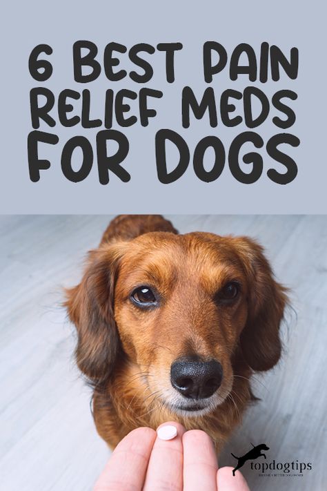 Meds For Dogs, Dog Remedies, Medication For Dogs, House Training Dogs, Dog Health Tips, A Vet, Dog Health Care, Pet Hacks, Old Dogs