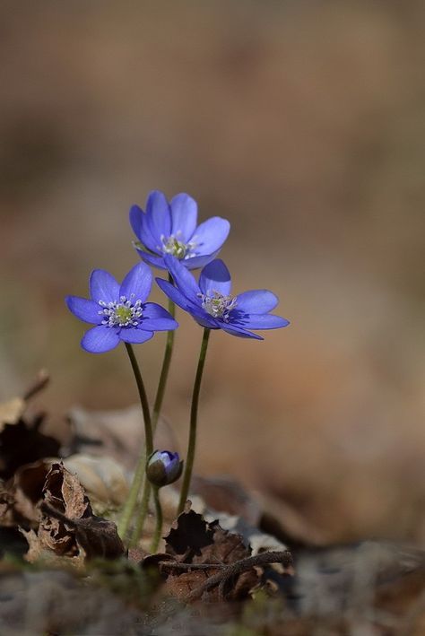 Hepatica Tattoo, Hepatica Flower, Anemone Hepatica, Hepatica Nobilis, Maine Garden, Forest Pattern, Drawing Flowers, Bouquet Ideas, Pattern Collection