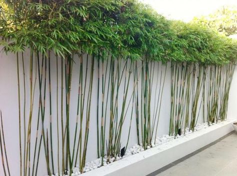 Plantas ideales para tener privacidad en el jardín - El bambú Bamboo Privacy Hedge, Bamboo Hedge, Feng Shui Garden, Bamboo Privacy, Privacy Plants, Plants Growing, Garden Screening, Bamboo Garden, Bamboo Fence