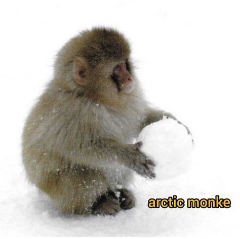 Snow Monkey, Monkey Pictures, Monkey 3, Pet Monkey, Monkeys Funny, Cute Monkey, Mia 3, 웃긴 사진, Baby Monkey